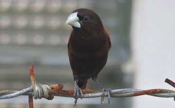 论归禄格：六甲日生人遇寅