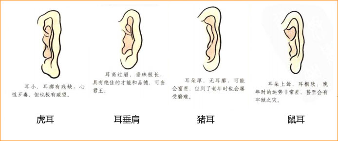 麻衣神相白话详解相耳之虎耳耳垂肩猪耳鼠耳与命运