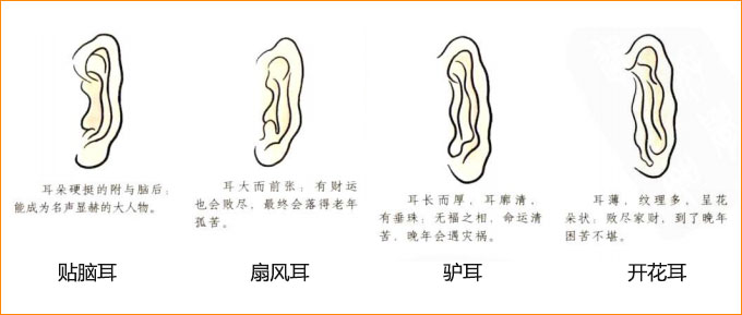 麻衣神相白话详解相耳之贴脑耳扇风耳驴耳开花耳与命运